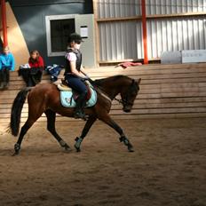 Anden særlig race LUNDGAARD'S COINTREAU - SOLGT