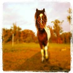 Anden særlig race Mynte