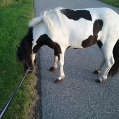 Anden særlig race Mynte