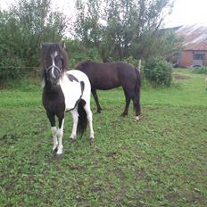 Anden særlig race Mynte