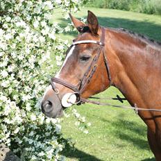 Irsk Sportspony Magic Rose