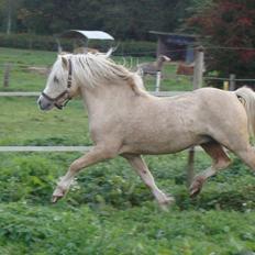 Welsh Mountain (sec A) Rhyd-y-felin Saracen