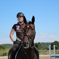 Dansk Varmblod Miss Malibu