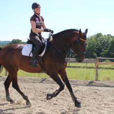 Dansk Varmblod Miss Malibu