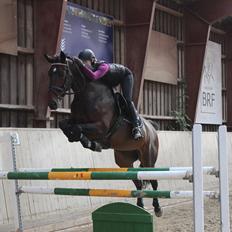 Dansk Varmblod Miss Malibu