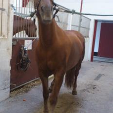 Haflinger Bosse *EUR* (Red)