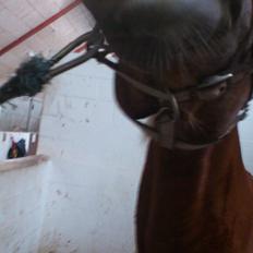 Haflinger Bosse *EUR* (Red)