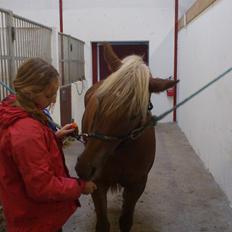 Haflinger Bosse *EUR* (Red)