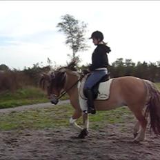 Hollandsk Sportspony Salt And Pepper