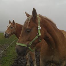 Haflinger Gelstoft Houston