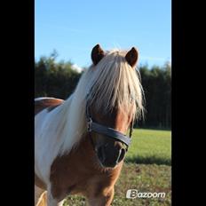 Shetlænder Little Star