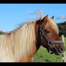 Shetlænder Little Star