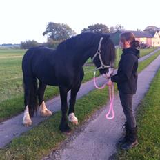 Irish Cob Tømmerupgaard's Amarylis