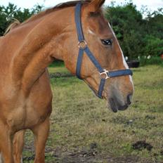 Anden særlig race Amare