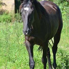 Dansk Varmblod Lammehaven's Rosita (Baby)