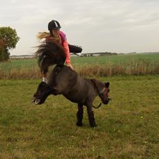 Shetlænder Ravnsagergaards Musse (Mulle) <3