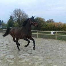 Dansk Varmblod Lundager's Cosmo-Kai