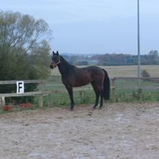 Dansk Varmblod Lundager's Cosmo-Kai