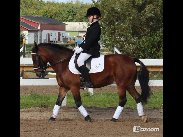 Anden særlig race Sheik<3 (solgt) - Velkommen til Sheik's profil! billede 1