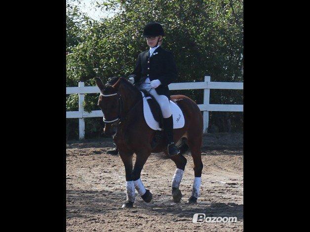 Anden særlig race Sheik<3 (solgt) billede 8