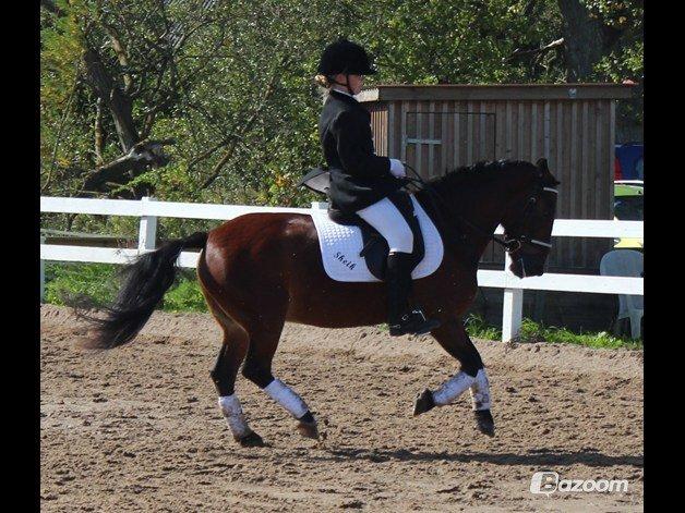 Anden særlig race Sheik<3 (solgt) billede 9