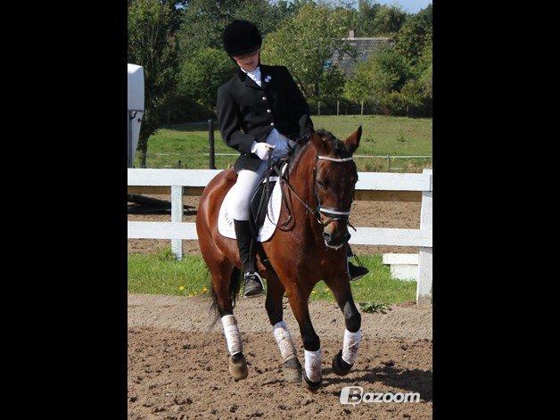 Anden særlig race Sheik<3 (solgt) billede 10