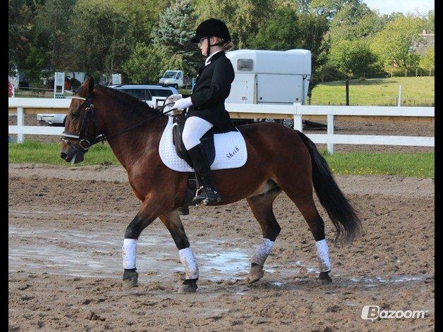 Anden særlig race Sheik<3 (solgt) billede 11