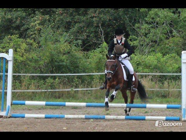 Anden særlig race Sheik<3 (solgt) billede 12