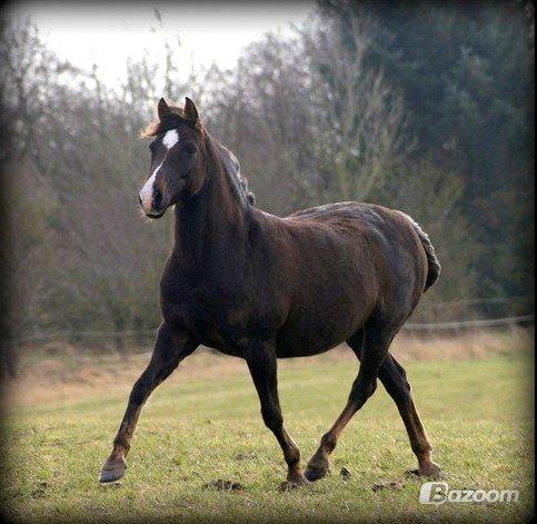 DSP Dutchy M - Smúkke Dutchy på fold :) billede 17