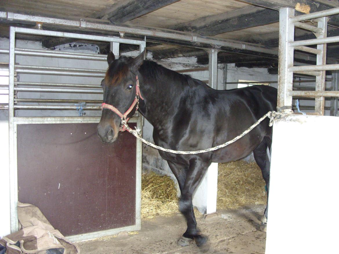 Anden særlig race Diablo - 16 oktober 2012. Efter ridetur. billede 6