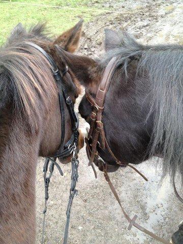 Connemara Jasmin - Bella & Jasmin<3 Inden skovtur(-: billede 3