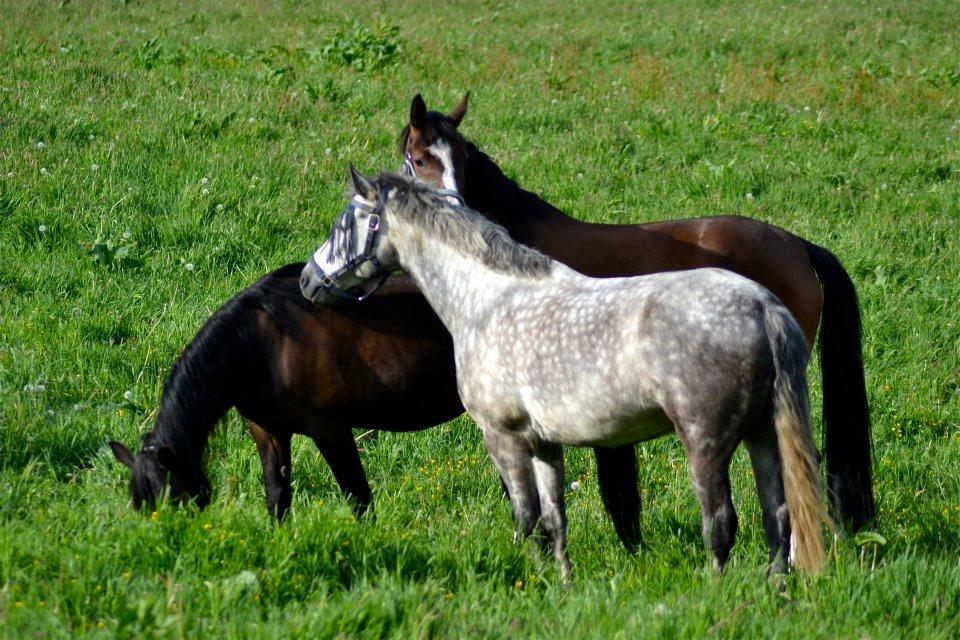 Connemara Jasmin - Hestene på sommergræs(-:
(Jasmin, med hovedet nede) billede 5