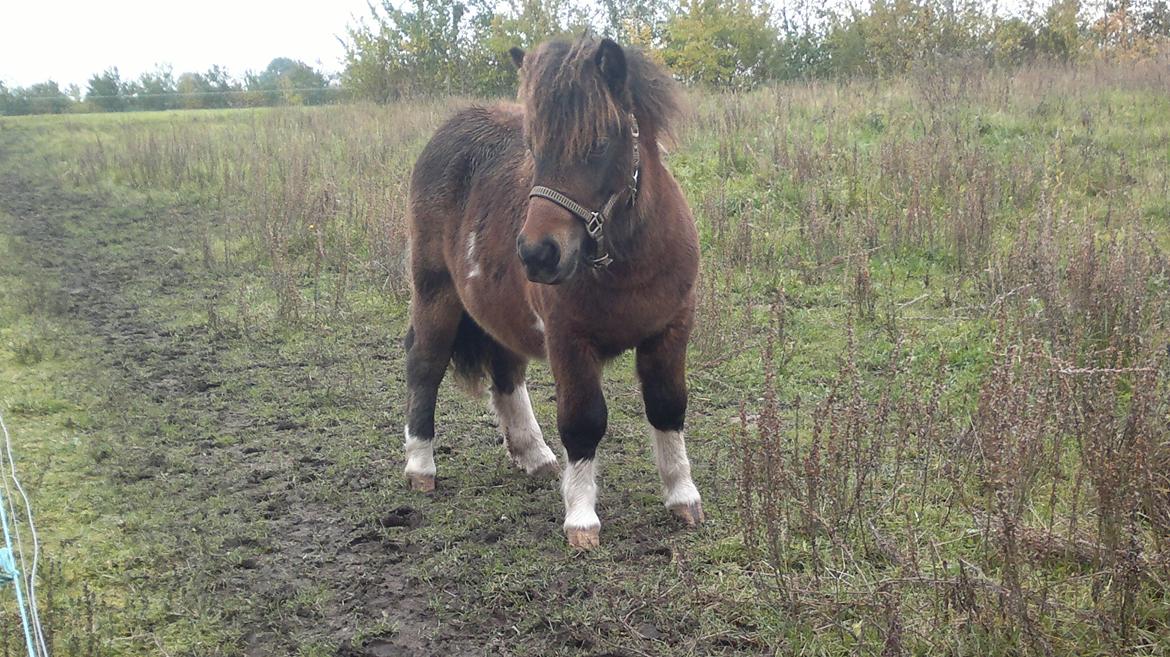 Shetlænder Ejstrups Prima - 16. oktober 2012 billede 10