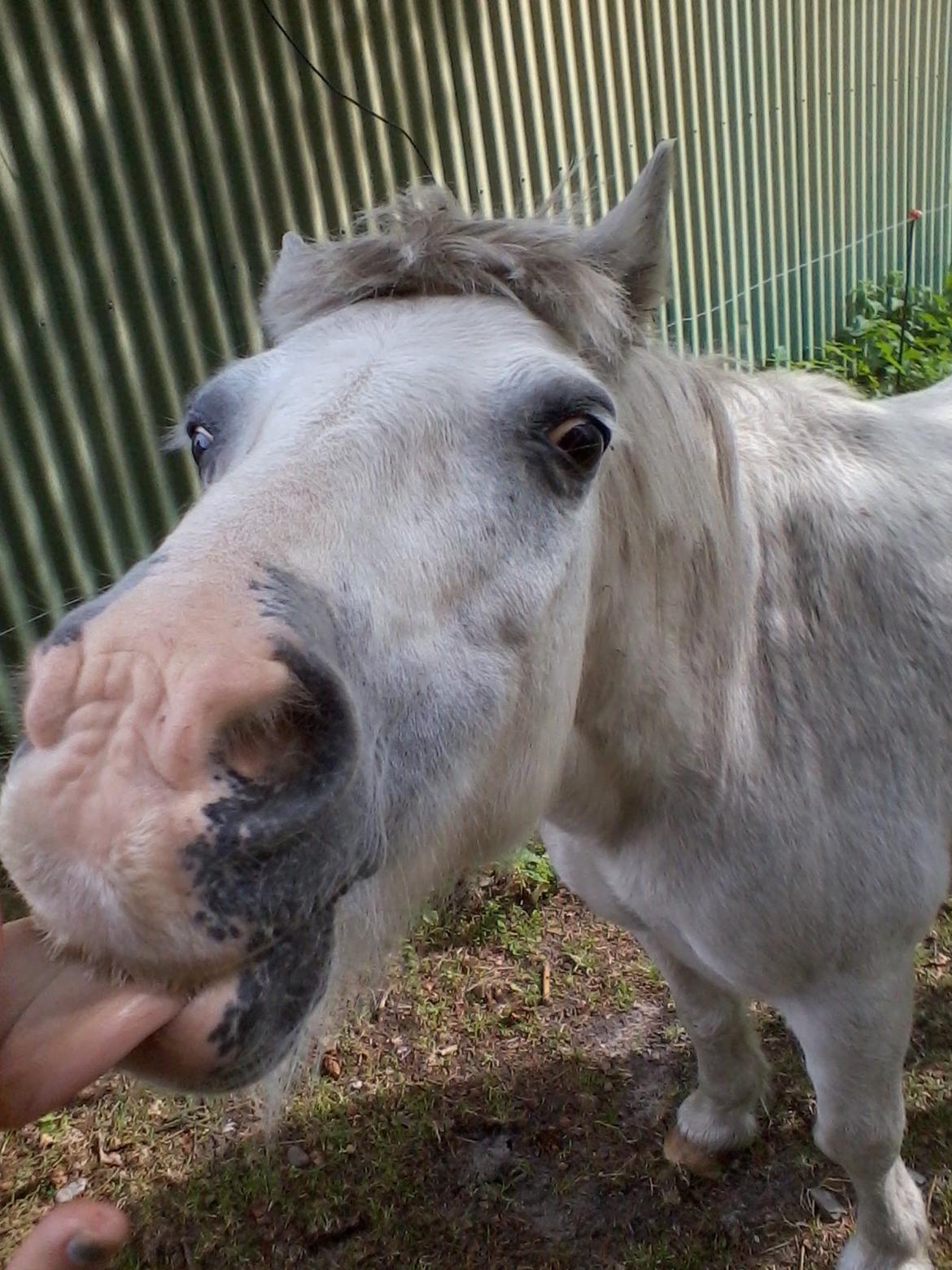 Anden særlig race Filur *passer* billede 2