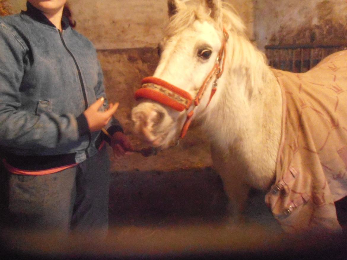 Anden særlig race Filur *passer* billede 4