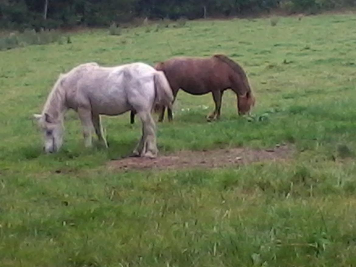 Anden særlig race Filur *passer* billede 6