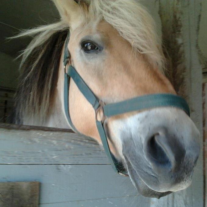Fjordhest Lucas <3 - ca' 20 dage før jeg fik part på Luller♥ billede 4