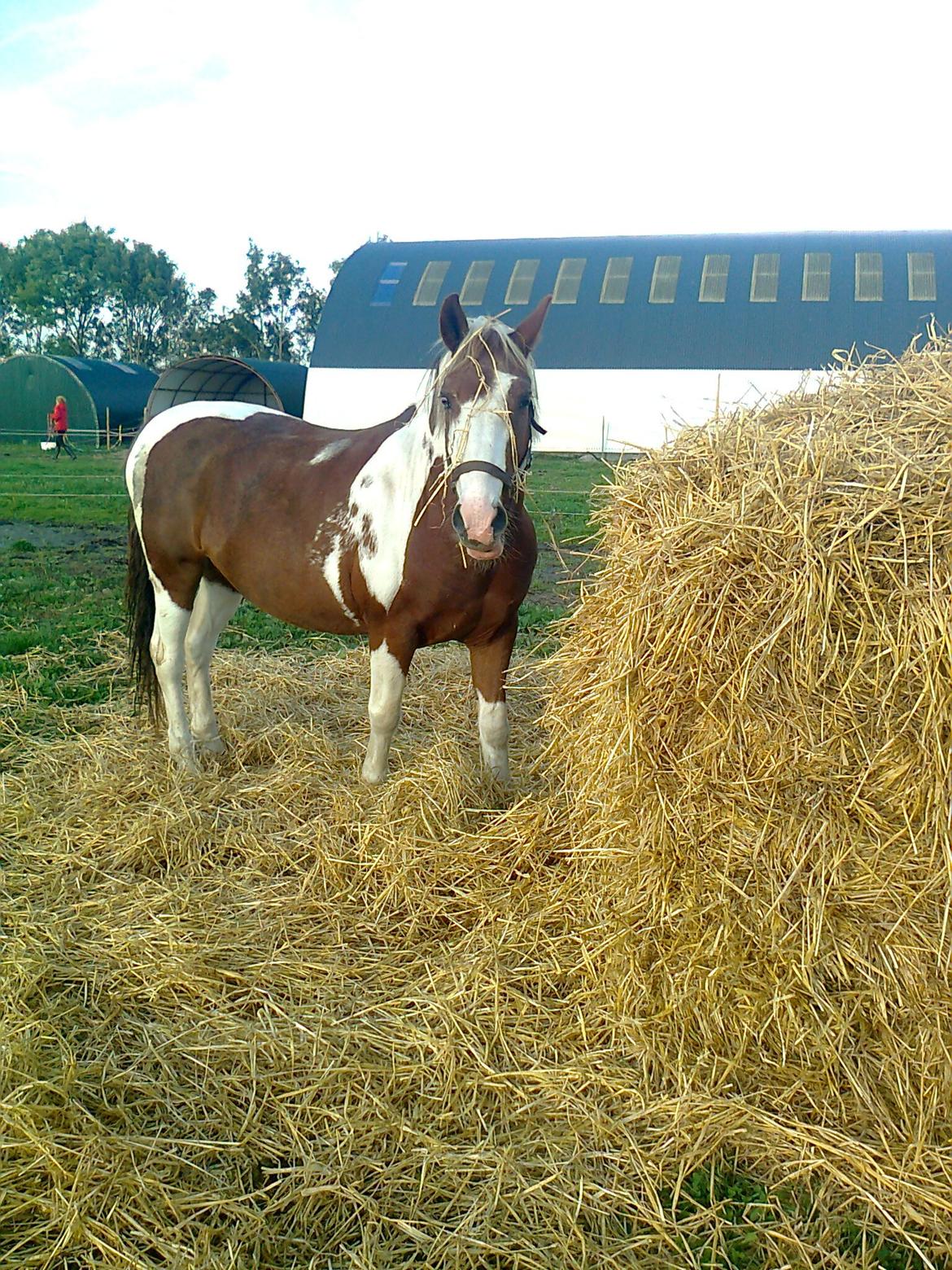Anden særlig race Wotan - Allerbedst med halm som hovedpynt :) billede 4