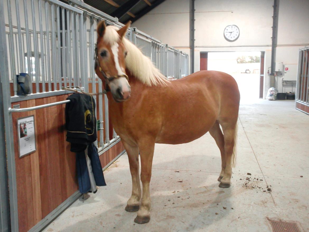 Tyroler Haflinger Bella Bionda af Rønhøj - Bella i stalden på Torntofte billede 13