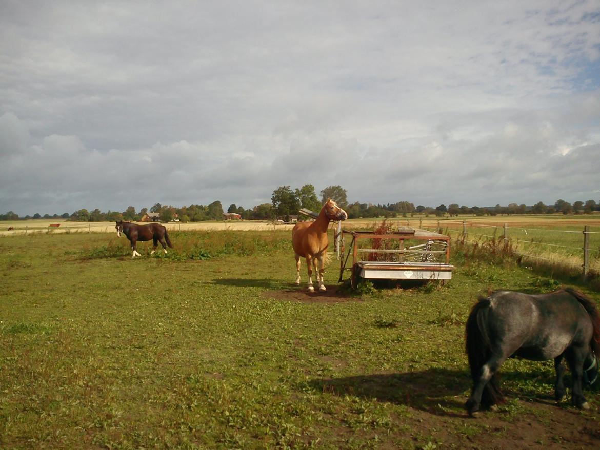 Tyroler Haflinger Bella Bionda af Rønhøj - Bella var glad for at komme hjem igen ;) hun har savnet børsten <3 dette billede er tagen lige efter hun blev lukket ud til de andre :) billede 14