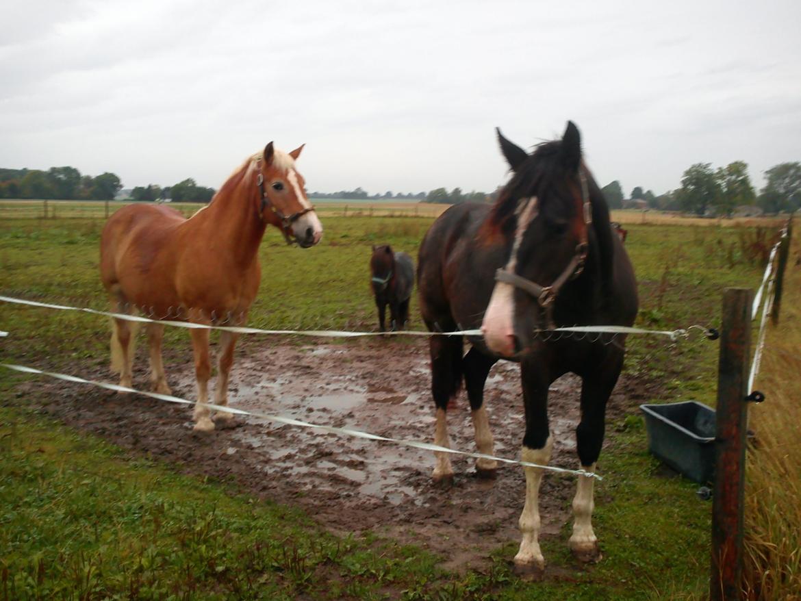Tyroler Haflinger Bella Bionda af Rønhøj - Hele den lille flok <3 billede 15