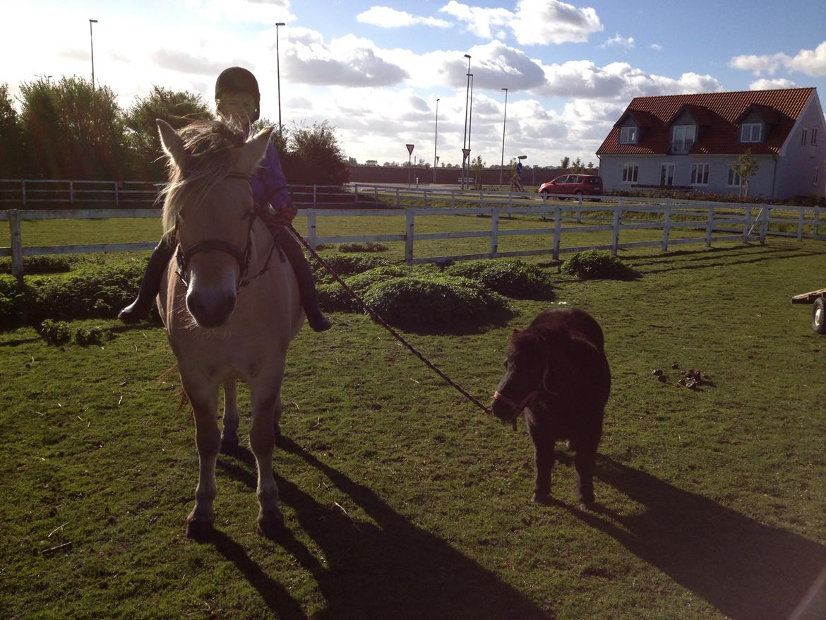 Shetlænder Chamil - Prins og Chamil<3 billede 10