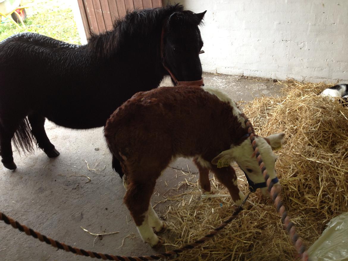 Shetlænder Chamil - Chamil og lille Preben  billede 11