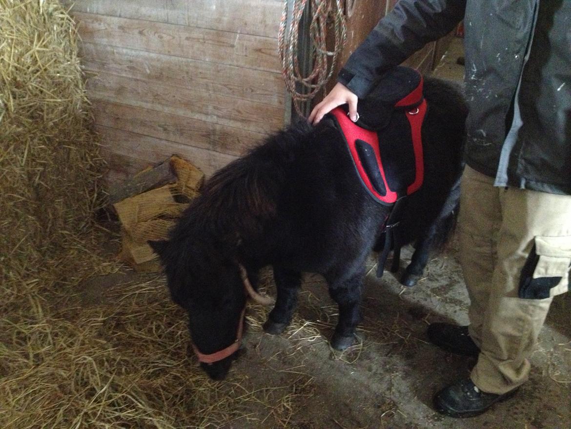 Shetlænder Chamil - Første gang med sadelen rigtig på billede 12