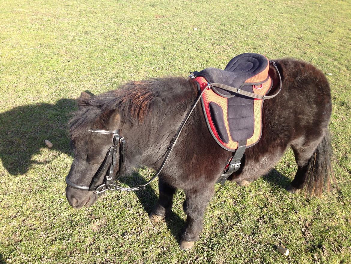 Shetlænder Chamil - Næsten klar til tilridning billede 13