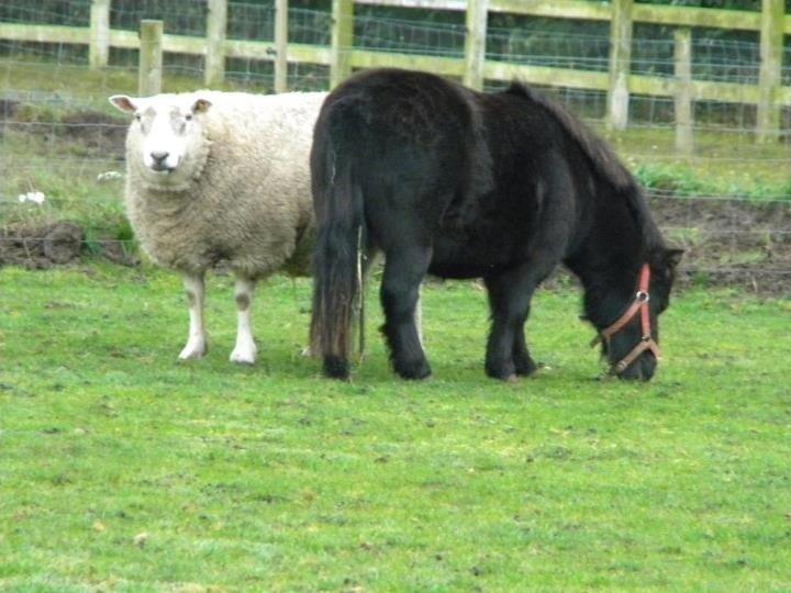 Shetlænder Chamil - Hendes ven hr. væder får billede 14