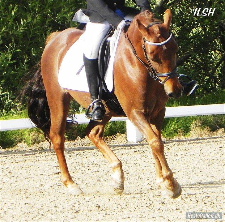 Anden særlig race Nagengaard´s Cesare A-pony <3 -Rides af min søster - distriktmesterskab 2011
Foto Ida H billede 4