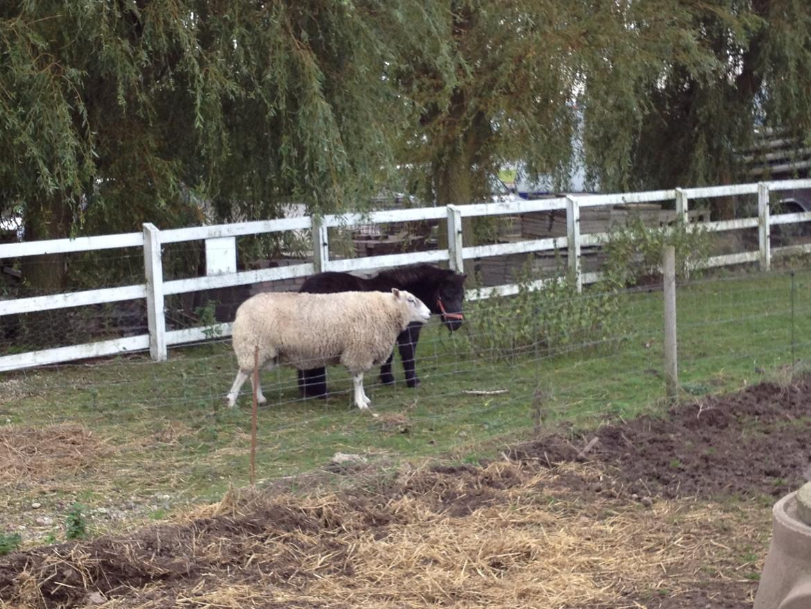 Shetlænder Chamil billede 15