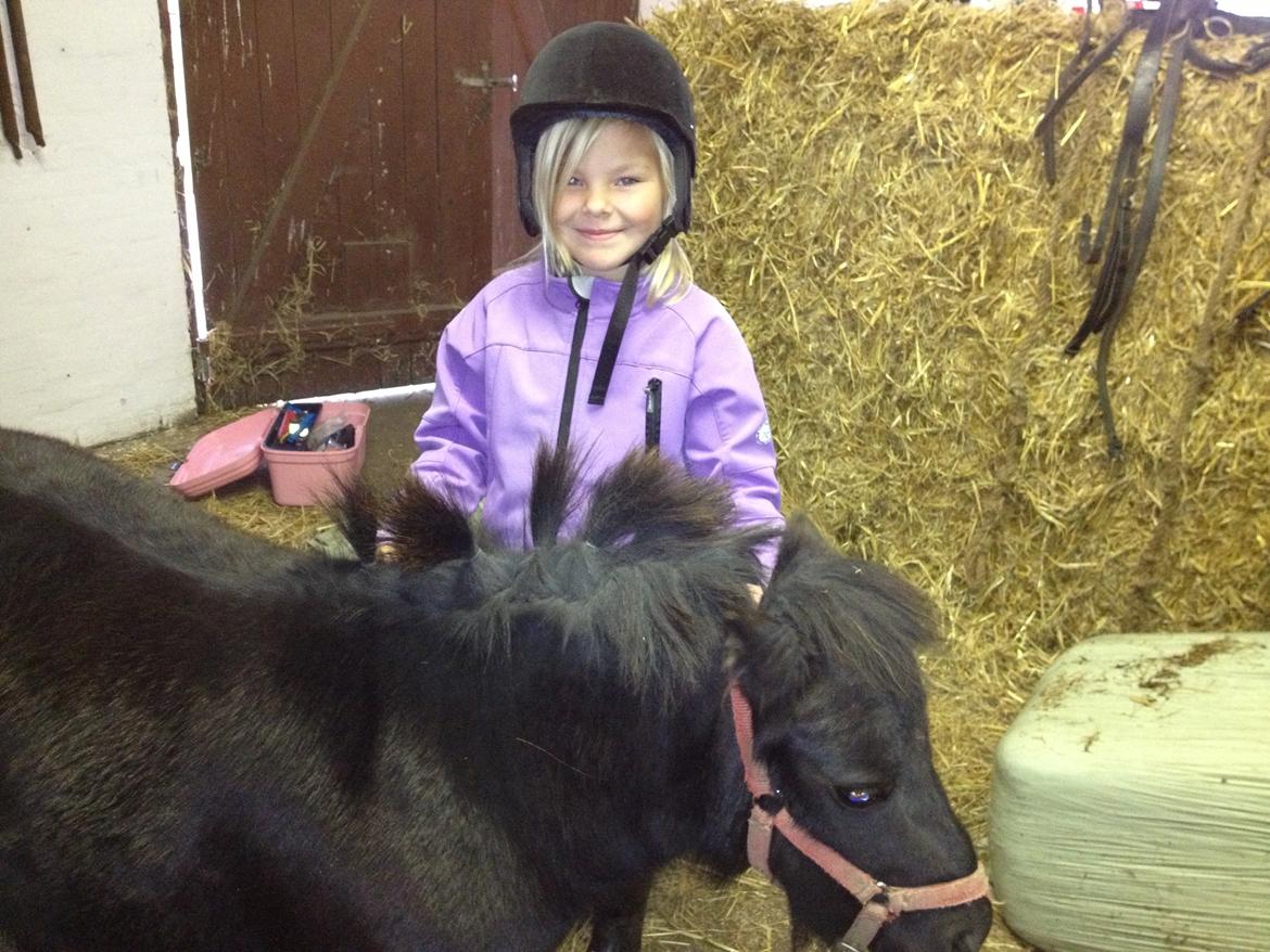 Shetlænder Chamil - Chamil fik lige sat hår af Yasmin billede 16