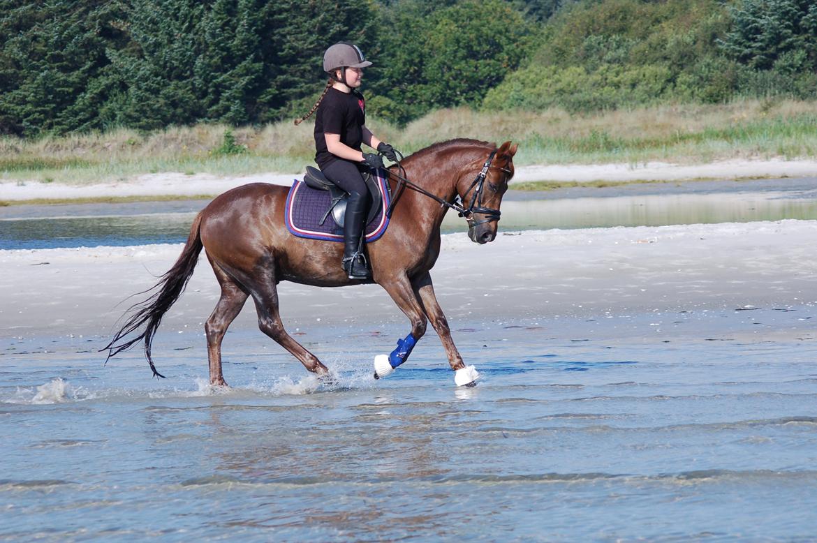 Anden særlig race Nagengaard´s Cesare A-pony <3 -Rides af min søster - ingen over- Alle under billede 5